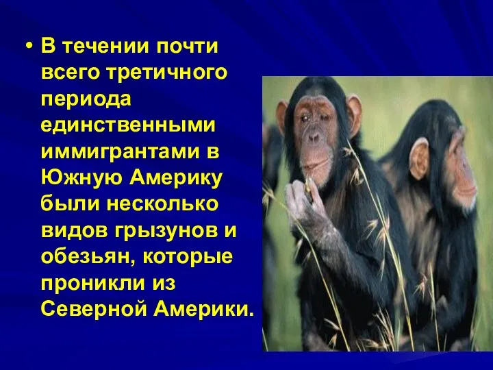 В течении почти всего третичного периода единственными иммигрантами в Южную Америку