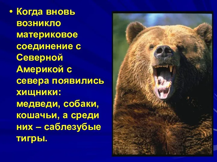 Когда вновь возникло материковое соединение с Северной Америкой с севера появились