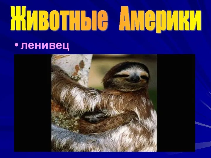 ленивец Животные Америки