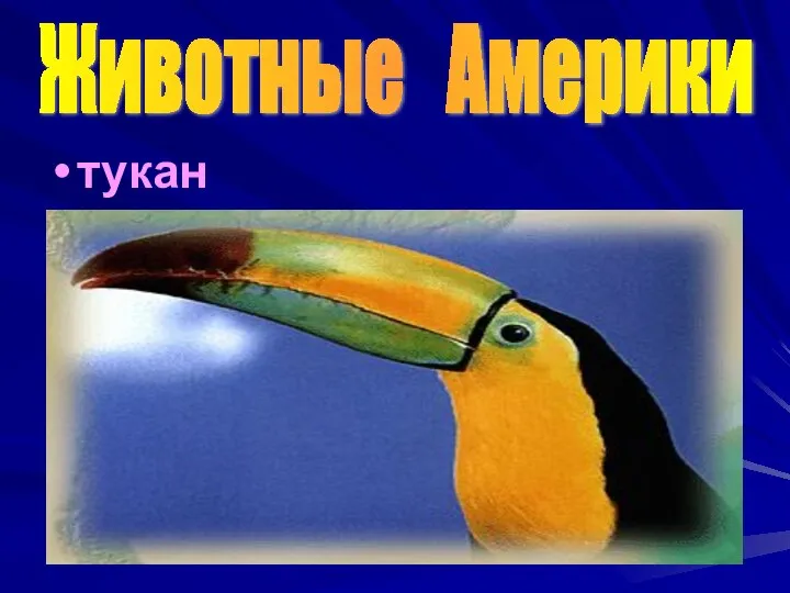 тукан Животные Америки