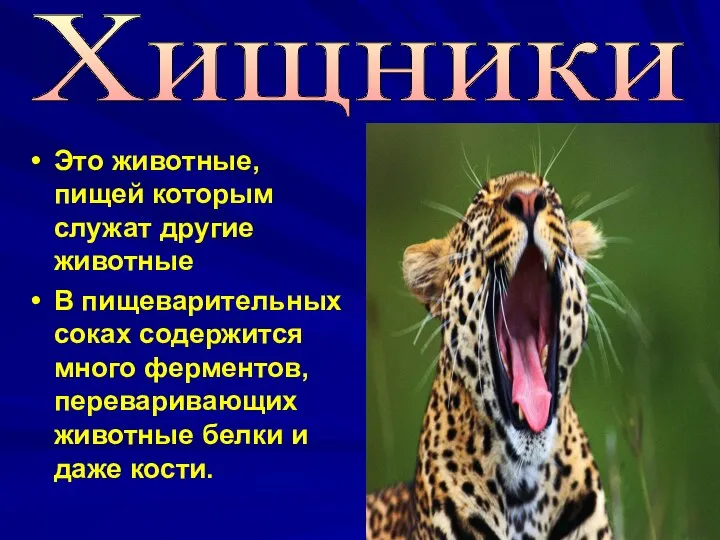 Это животные, пищей которым служат другие животные В пищеварительных соках содержится