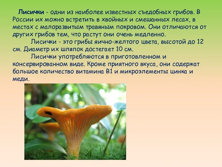 Лисички - одни из наиболее известных съедобных грибов. В России их