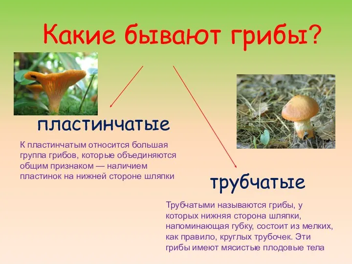 Какие бывают грибы? пластинчатые трубчатые Трубчатыми называются грибы, у которых нижняя