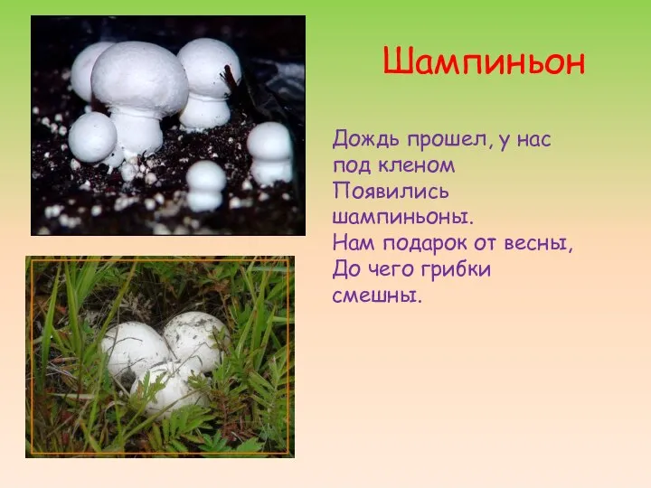 Шампиньон Дождь прошел, у нас под кленом Появились шампиньоны. Нам подарок