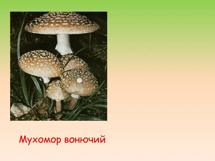 Мухомор вонючий