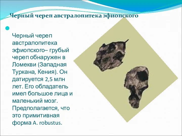 Черный череп австралопитека эфиопского– грубый череп обнаружен в Ломекви (Западная Туркана,