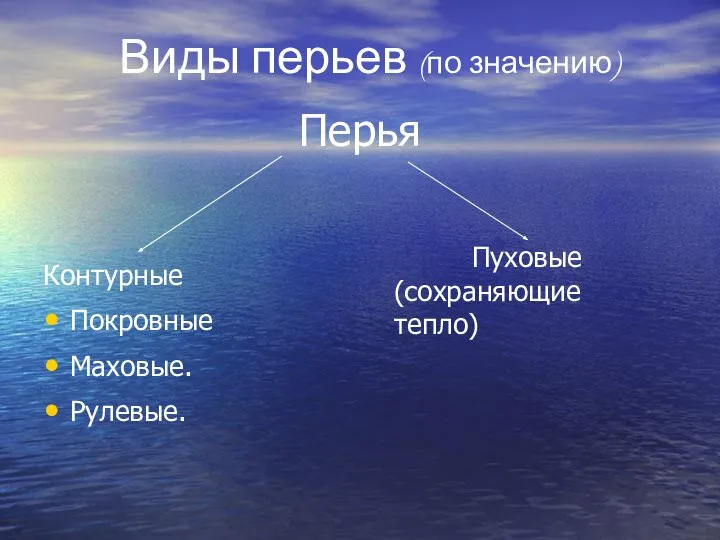 Виды перьев (по значению) Перья Контурные Покровные Маховые. Рулевые. Пуховые (сохраняющие тепло)