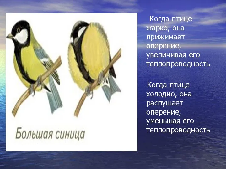 Когда птице жарко, она прижимает оперение, увеличивая его теплопроводность Когда птице