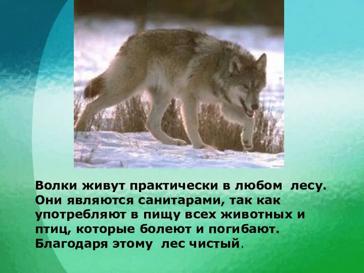 Волки живут практически в любом лесу. Они являются санитарами, так как