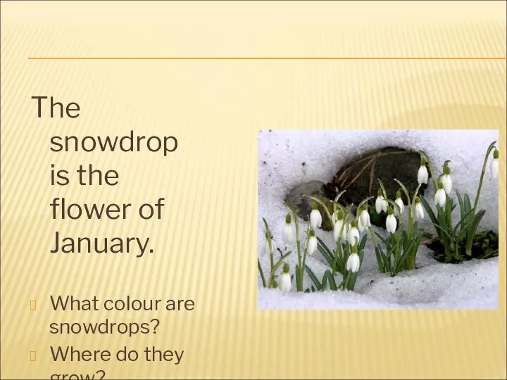 The snowdrop is the flower of January. What colour are snowdrops? Where do they grow?