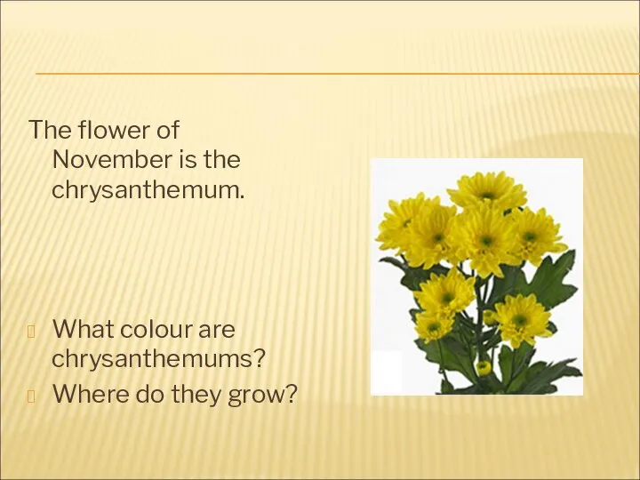 The flower of November is the chrysanthemum. What colour are chrysanthemums? Where do they grow?