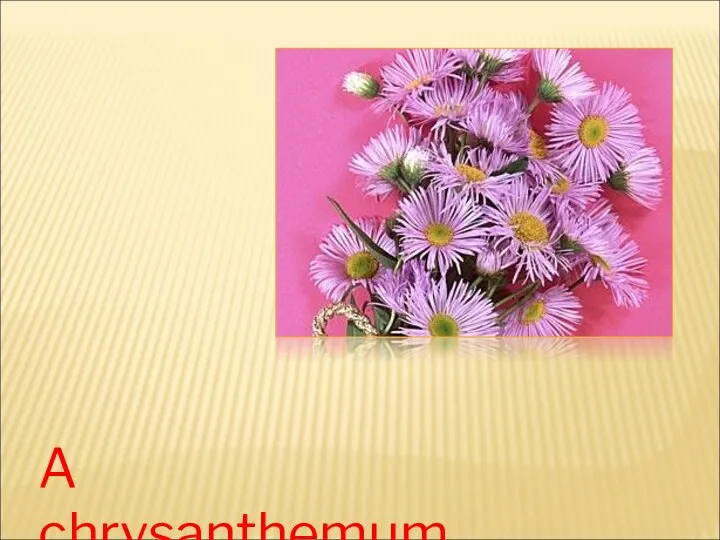 A chrysanthemum