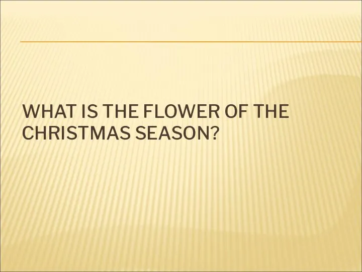 WHAT IS THE FLOWER OF THE CHRISTMAS SEASON?