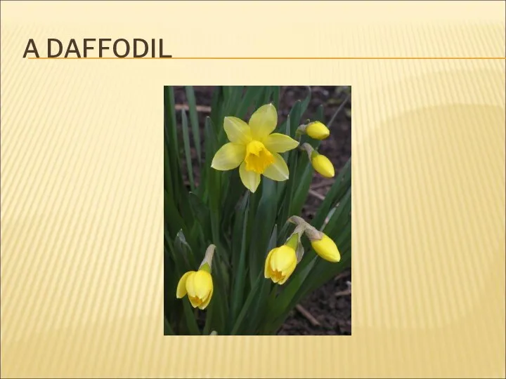 A DAFFODIL