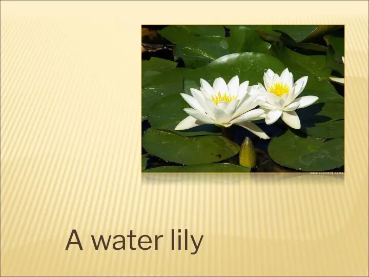 A water lily