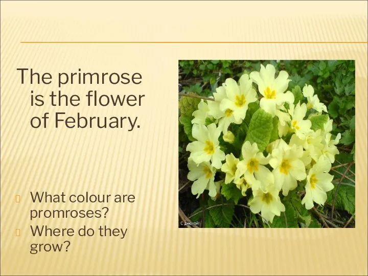 The primrose is the flower of February. What colour are promroses? Where do they grow?