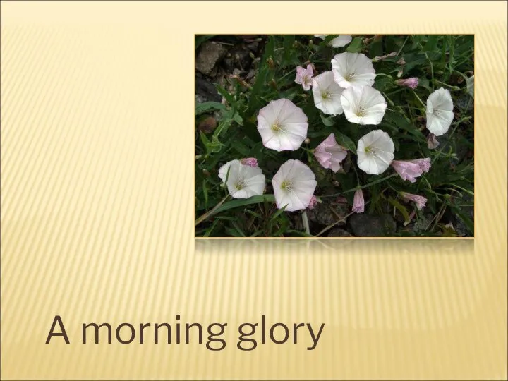 A morning glory