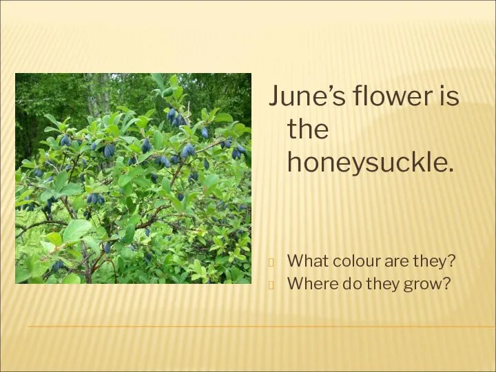 June’s flower is the honeysuckle. What colour are they? Where do they grow?