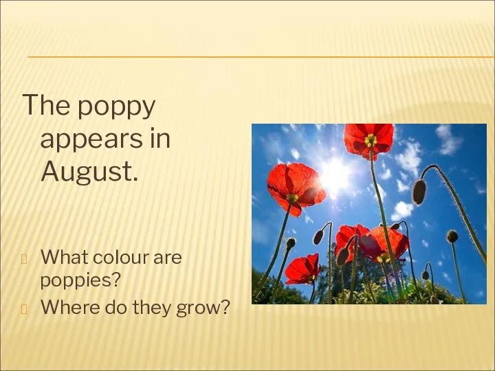 The poppy appears in August. What colour are poppies? Where do they grow?