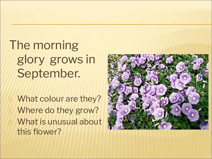 The morning glory grows in September. What colour are they? Where