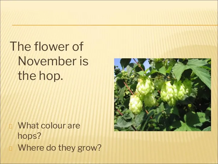 The flower of November is the hop. What colour are hops? Where do they grow?