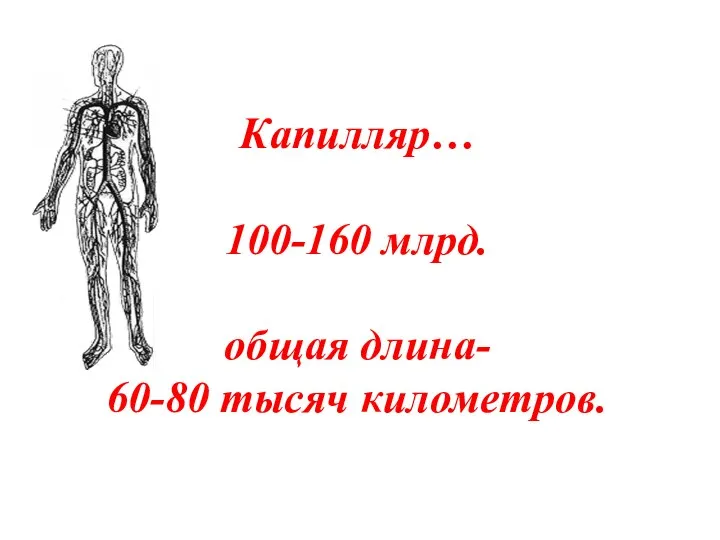 Капилляр… 100-160 млрд. общая длина- 60-80 тысяч километров.