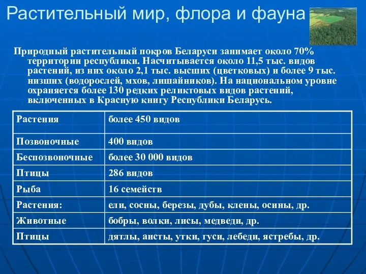 Растительный мир, флора и фауна Природный растительный покров Беларуси занимает около