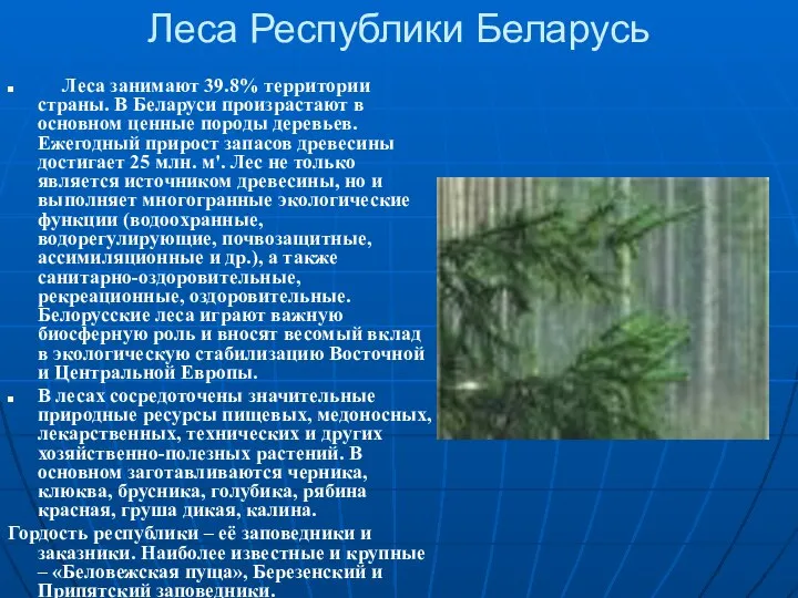 Леса Республики Беларусь Леса занимают 39.8% территории страны. В Беларуси произрастают