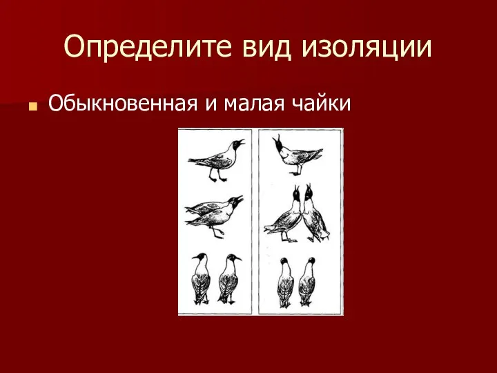 Определите вид изоляции Обыкновенная и малая чайки