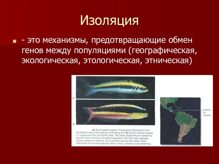 Изоляция - это механизмы, предотвращающие обмен генов между популяциями (географическая, экологическая, этологическая, этническая)