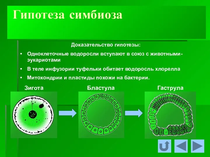 Гипотеза симбиоза Доказательство гипотезы: Одноклеточные водоросли вступают в союз с животными-эукариотами