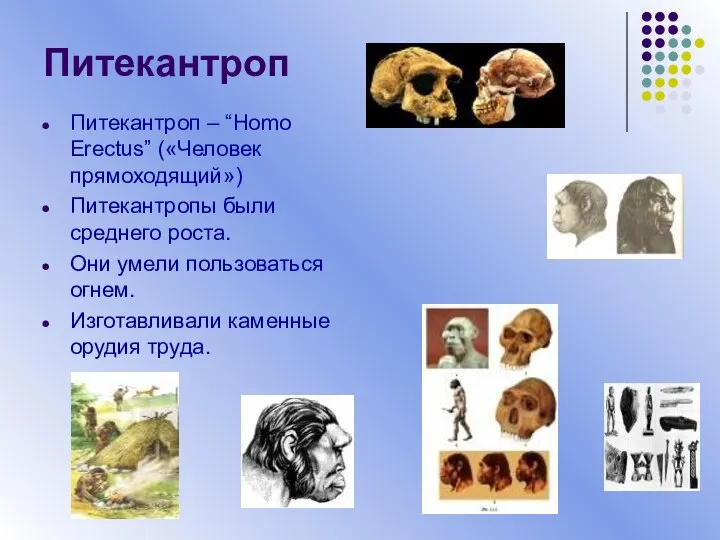 Питекантроп Питекантроп – “Homo Erectus” («Человек прямоходящий») Питекантропы были среднего роста.