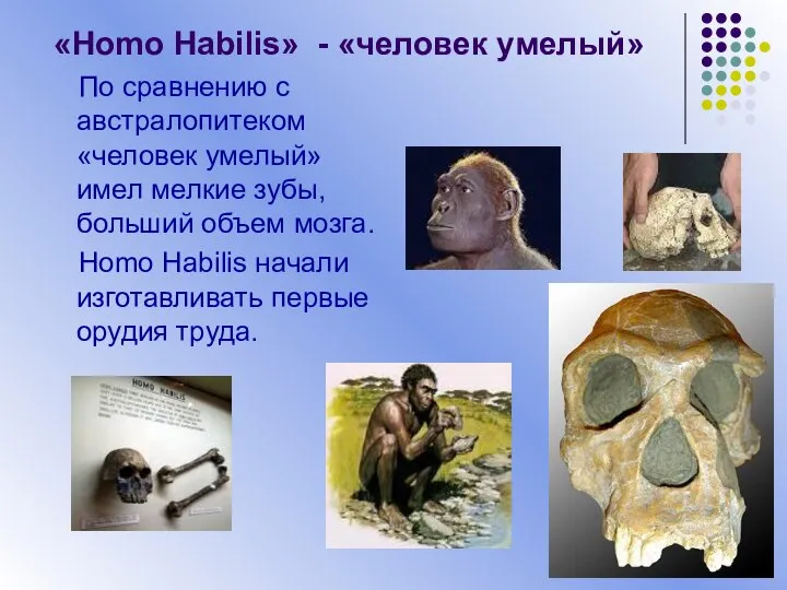 «Homo Habilis» - «человек умелый» По сравнению с австралопитеком «человек умелый»