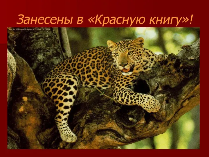 Занесены в «Красную книгу»!