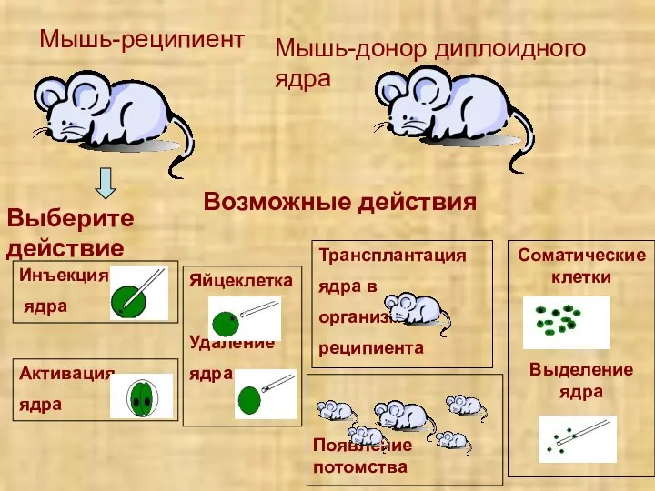 Возможные действия Мышь-реципиент Мышь-донор диплоидного ядра Выберите действие Инъекция ядра Активация