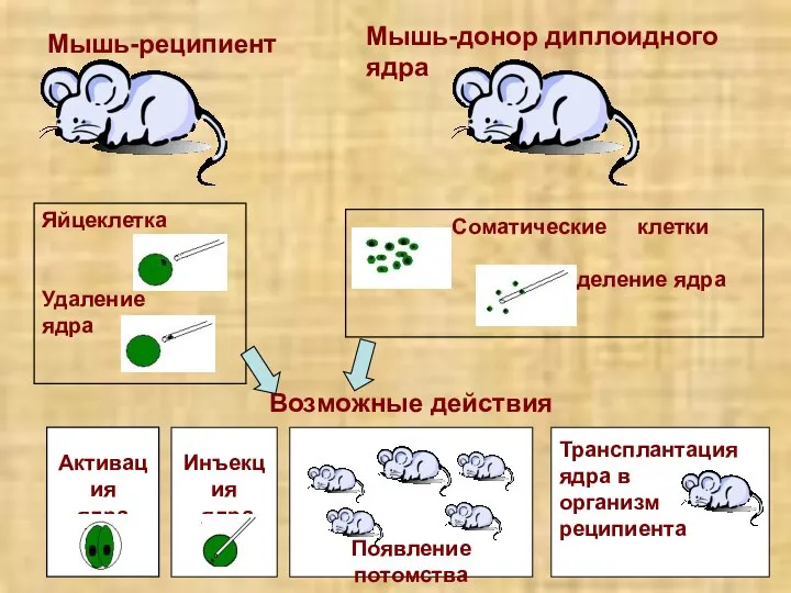 Мышь-реципиент Мышь-донор диплоидного ядра Яйцеклетка Удаление ядра Соматические клетки Выделение ядра