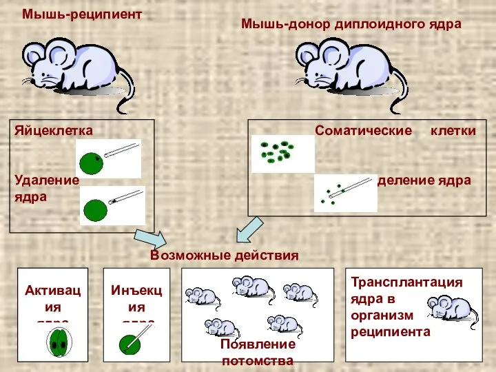 Мышь-реципиент Мышь-донор диплоидного ядра Яйцеклетка Удаление ядра Соматические клетки Выделение ядра