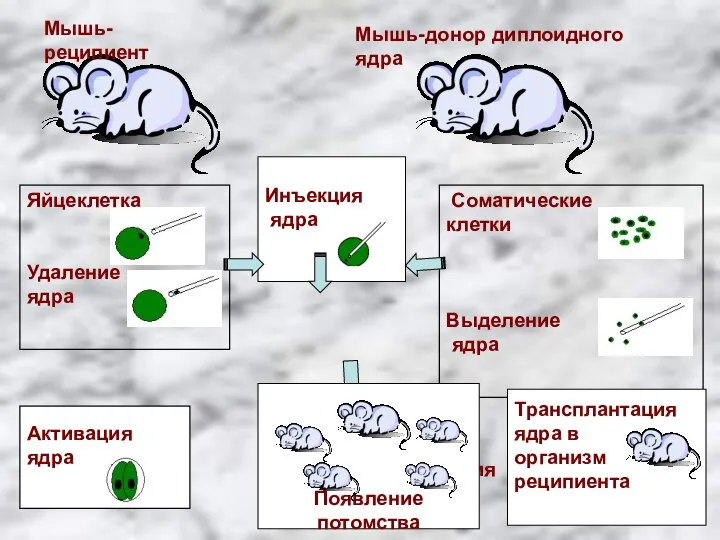 Мышь-донор диплоидного ядра Яйцеклетка Удаление ядра Соматические клетки Выделение ядра Возможные действия Инъекция ядра Мышь-реципиент