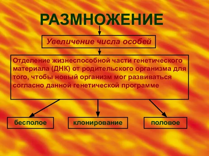 РАЗМНОЖЕНИЕ Увеличение числа особей Отделение жизнеспособной части генетического материала (ДНК) от