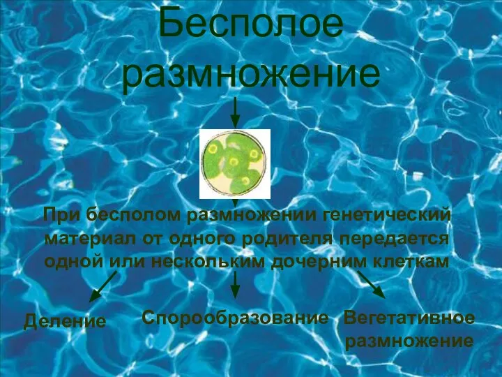 Бесполое размножение При бесполом размножении генетический материал от одного родителя передается