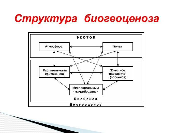 Структура биогеоценоза