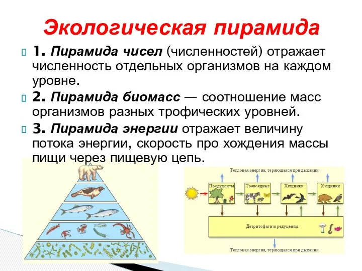 Экологическая пирамида 1. Пирамида чисел (численностей) отражает численность отдельных организмов на
