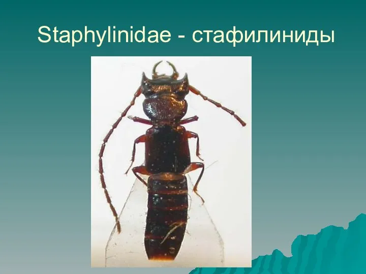 Staphylinidae - стафилиниды