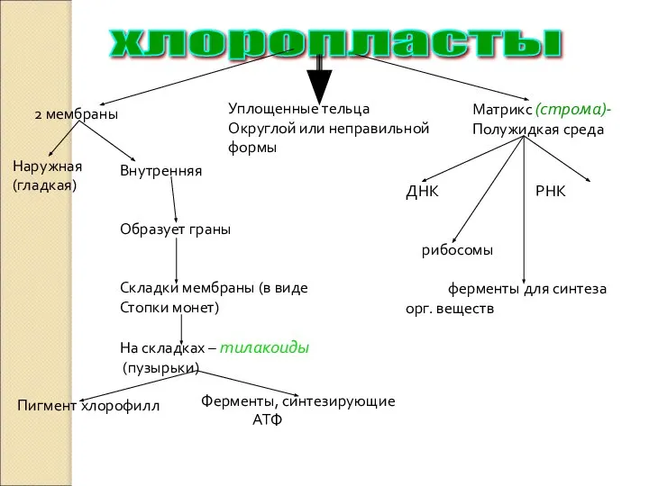 хлоропласты 2 мембраны Уплощенные тельца Округлой или неправильной формы Матрикс (строма)-