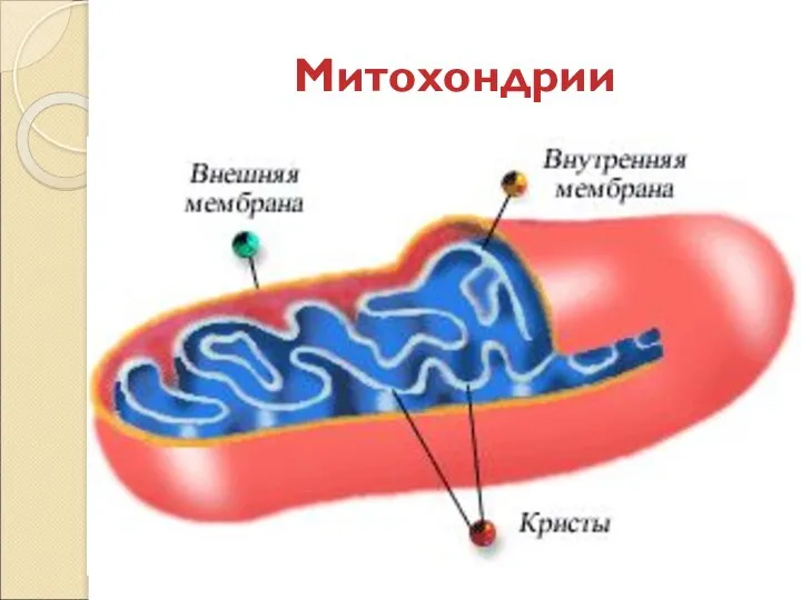 Митохондрии