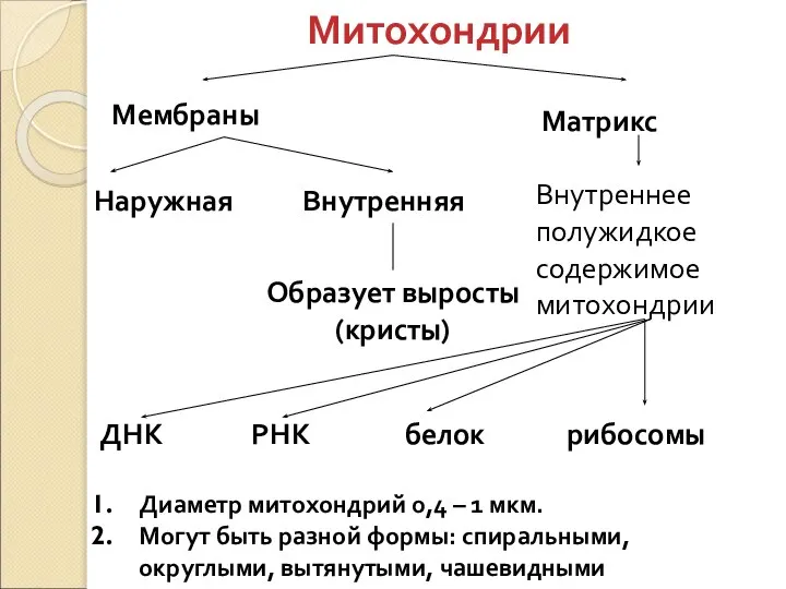 Митохондрии Мембраны Матрикс Наружная Внутренняя Внутреннее полужидкое содержимое митохондрии Образует выросты