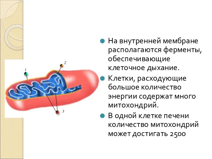 На внутренней мембране располагаются ферменты, обеспечивающие клеточное дыхание. Клетки, расходующие большое