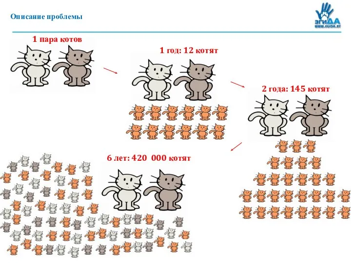 Описание проблемы 1 год: 12 котят 2 года: 145 котят 1