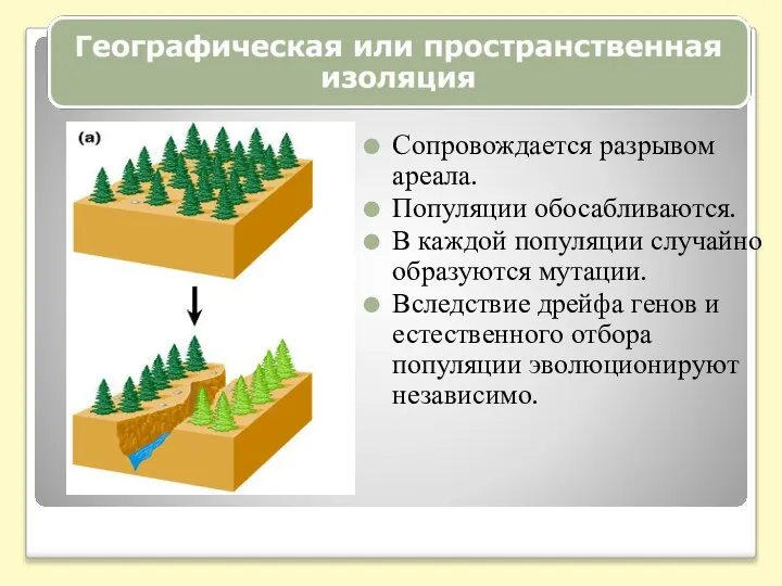 Сопровождается разрывом ареала. Популяции обосабливаются. В каждой популяции случайно образуются мутации.