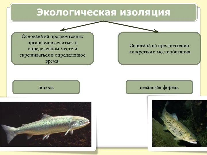 Основана на предпочтениях организмов селиться в определенном месте и скрещиваться в